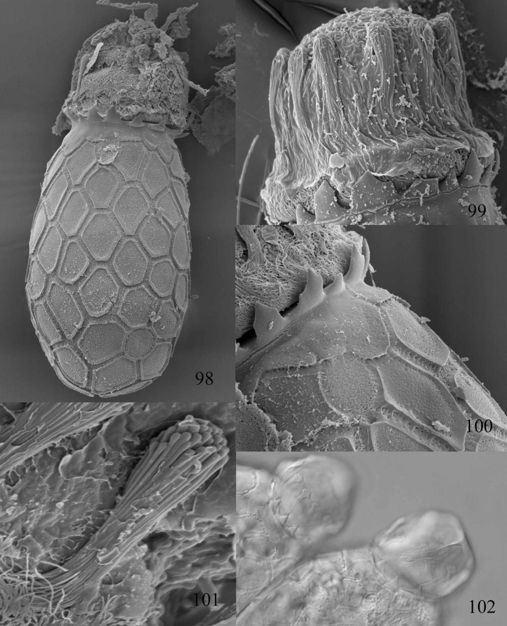 FIGURES 98 102. Egg structure of Teloganodes hubbardi (98 101, SEM pictures) and T. tristis (102, light microscope). Fig. 98: Shape of the egg; Fig. 99: Detail of the polar cap; Fig.