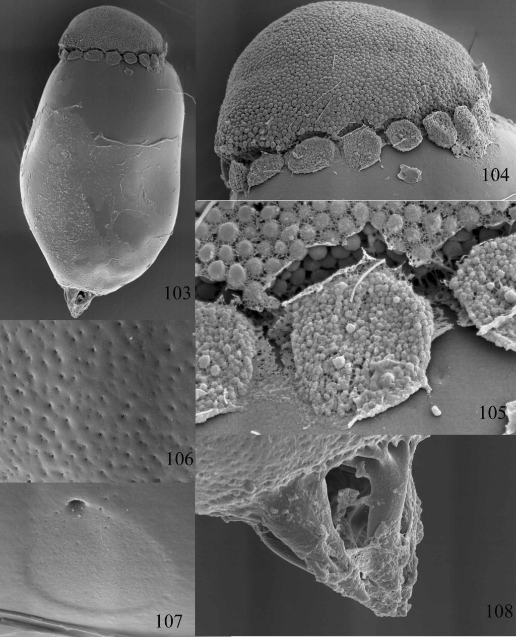 FIGURES 103 108. Egg structure of Dudgeodes hutanis (SEM pictures). Fig. 103: Shape of the egg; Fig. 104: Detail of the polar cap; Fig.