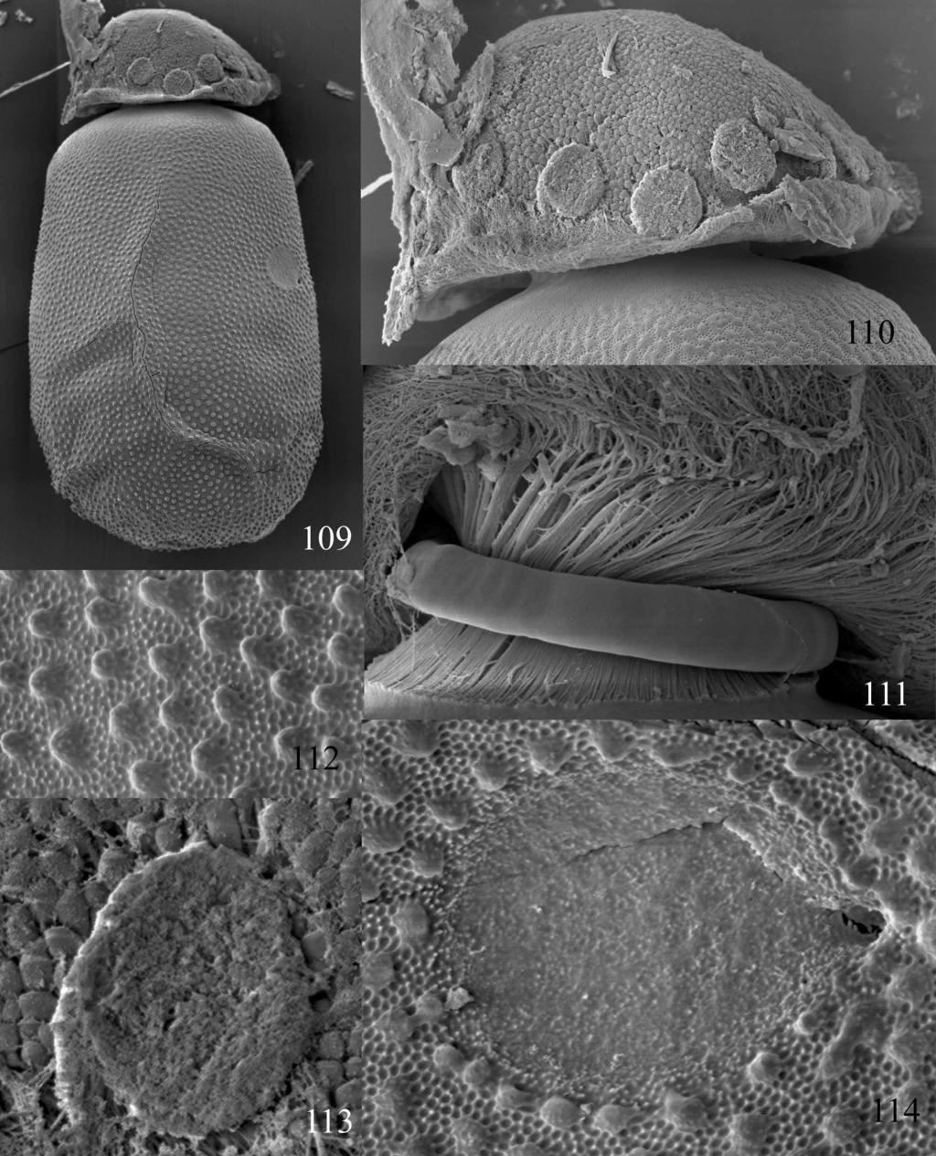 FIGURES 109 114. Egg structure of Dudgeodes pescadori (SEM pictures). Fig. 109: Shape of the egg; Fig. 110: Detail of the polar cap; Fig.