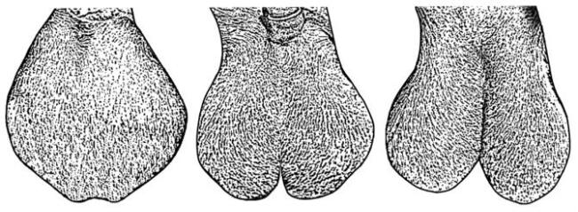 Fig. 30. Asymmetrical/tilted testicles in a Nachi buck 6.3. Scrotal shape: Bi-partitioning of scrotum is not preferred in most goat breeds.