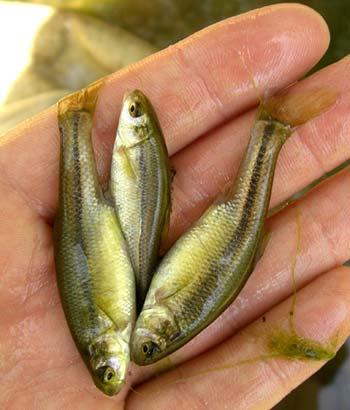 Importation of invasive fish species with shipments of bait, forage, and game fish Bill Horns,
