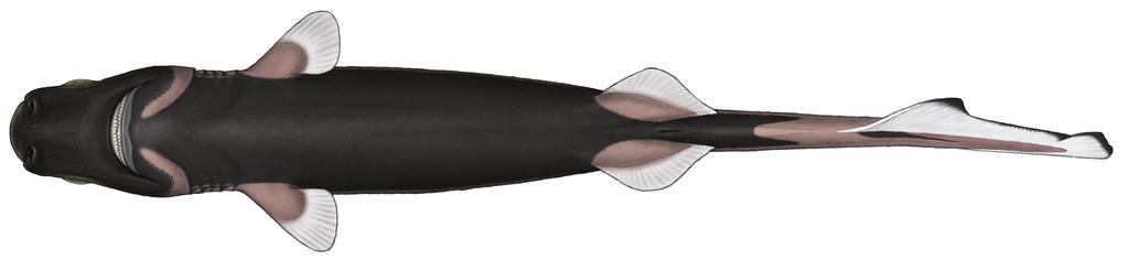 The is a stout bodied lanternshark with a fairly long tail and prominent markings which is unlikely to be misidentified in the North Atlantic.