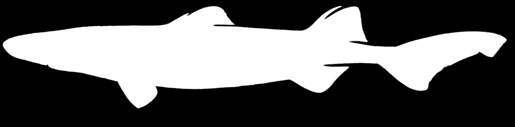 Dogfish (Not to scale)