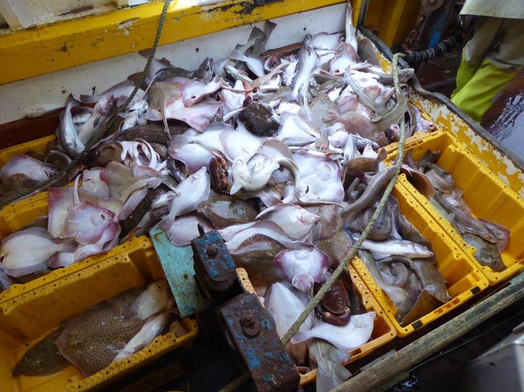 3 Results In the 26 valid hauls, a total catch of 5657.9 kg was recorded of which 5332.5 kg was of marketable species. In the control trawl, a total weight of 3365.