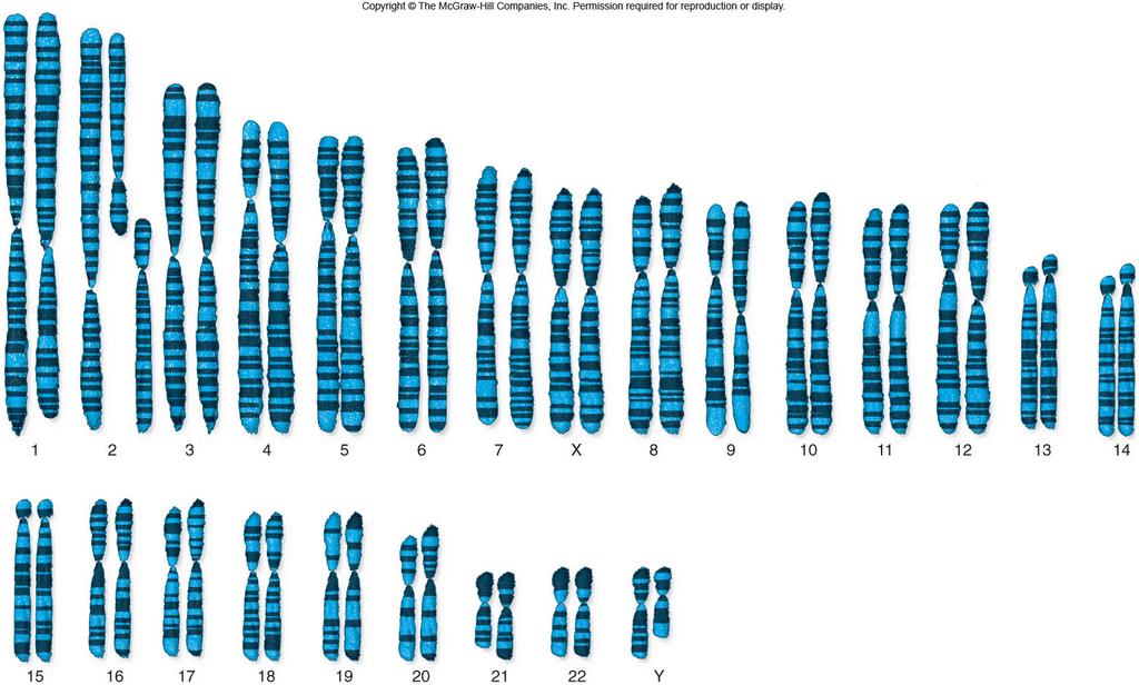 Even our chromosomes are nearly the same Human