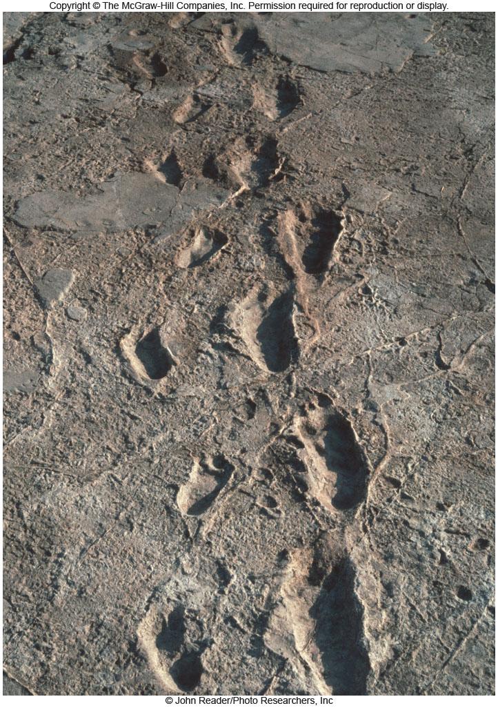 Australopithecus left more than just bones. The Laetoli footprints date from 3.