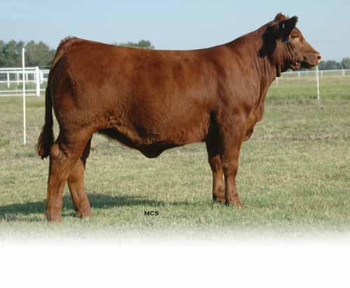 They are extremely deep bodied and very hearty cattle. We love how cleaned fronted and feminine made they are and yet still maintain an extreme amount of rib shape and volume.