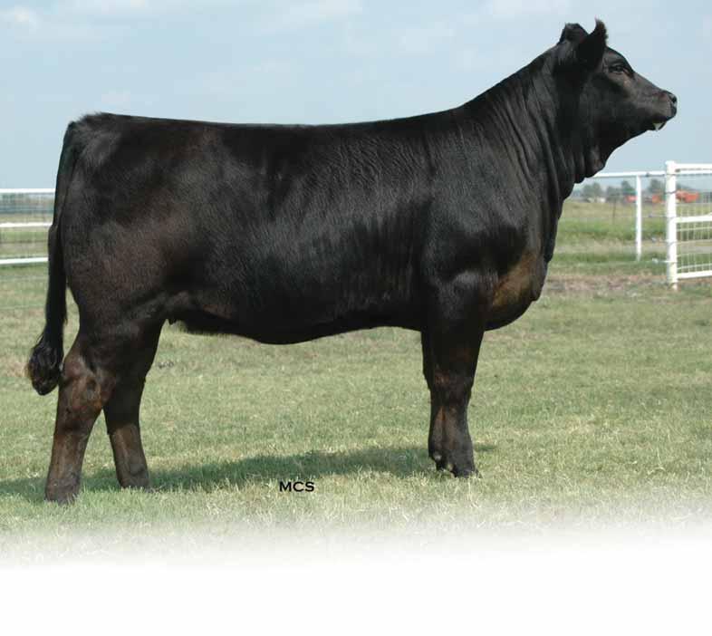 EXCELLANTE FLUSH SISTERS Lot 9 - EXLR Rebeca 014U EXLR EXCELLANTE 251L DAUGHTERS FROM 614H 614H is the dam of this three full sisters sired by EXLR Excellante 251L.