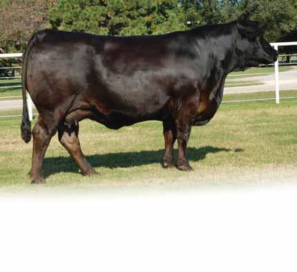 PB Limousin (87/78.2) Cow 5.13.
