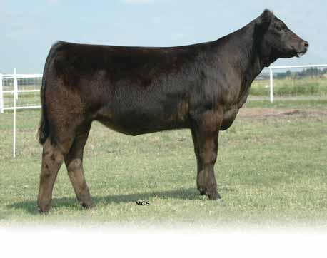 She is sired by Carrousels Peak Power and is from the big time Top Meadow bred female, Top Meadow 108J. This female is super thick made and a very hearty female.