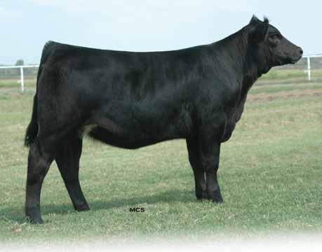 SIRED BY THE MANY TIME CHAMPION EXLR SATURN AND $263,000, 263C Lot 53 - EXLR Emulous 716U EXLR Saturn 040S, sire of Lot 53 Lot 53 EXLR Emulous 716U %Limousin (78/69.7) Cow 3.15.