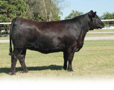 SPRING BRED HEIFERS Lot 57 - FULC Two Step 103T