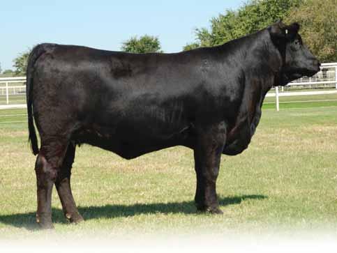 SPRING BRED HEIFERS Lot 59 - EXLR Miss Right 8043T Lot 59 EXLR Miss Right 8043T %Limousin (84/75.8) Cow 3.30.