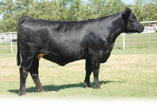 QUEEN & EMMA FAMILIES FALL HEIFER PAIRS Lot 80 - EXLR Queen 139S Lot 81 - EXLR Miss Emma 1024S Lot 80 EXLR Queen 139S PB Limousin (87/79.7) Cow 9.11.