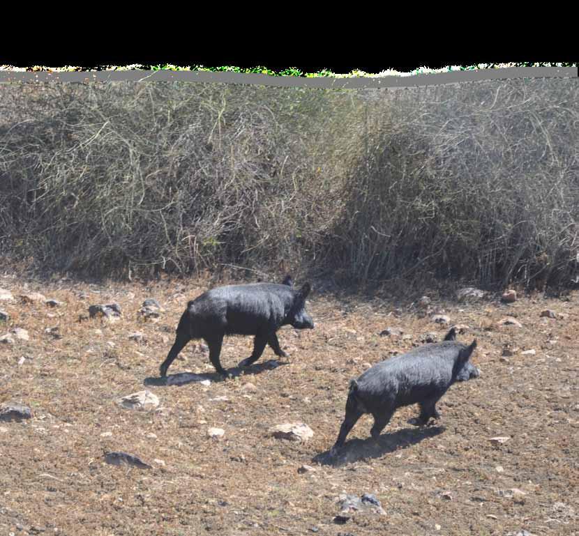 11 Expression of Interest Feral pig control through pre-feeding and trapping As a result of successful funding applications in the last round of Caring for Our Country open call submissions, South