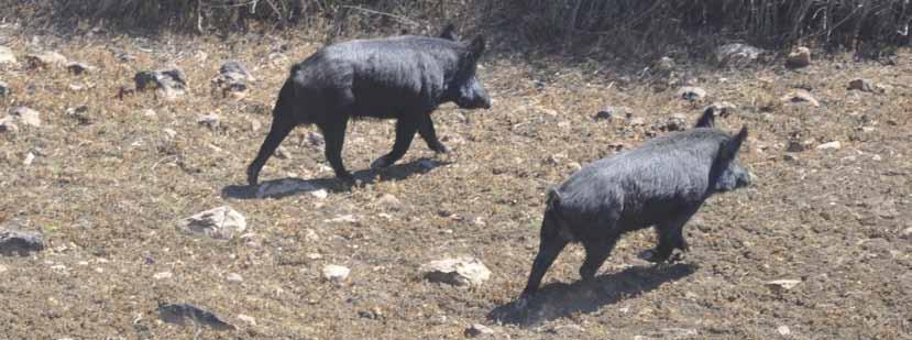 It is anticipated that interested land managers will work with South West NRM and local council RLO officers to deliver on ground activities using pre-feed grain, to reduce the impact of feral pigs