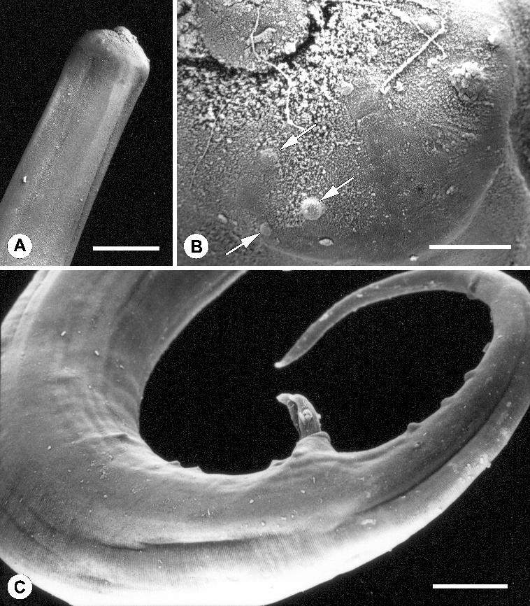 Brugni, Viozzi: Pseudodelphis limnicola sp. n. Fig. 2. Pseudodelphis limnicola sp. n., scanning electron micrographs.