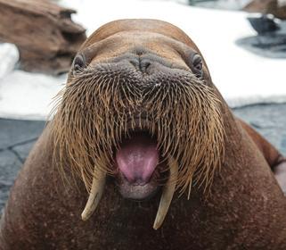 9 WALRUS CARE & CONSERVATION Meet-the-Expert Area