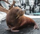 greatly affecting walrus s wild habitat and you ll be