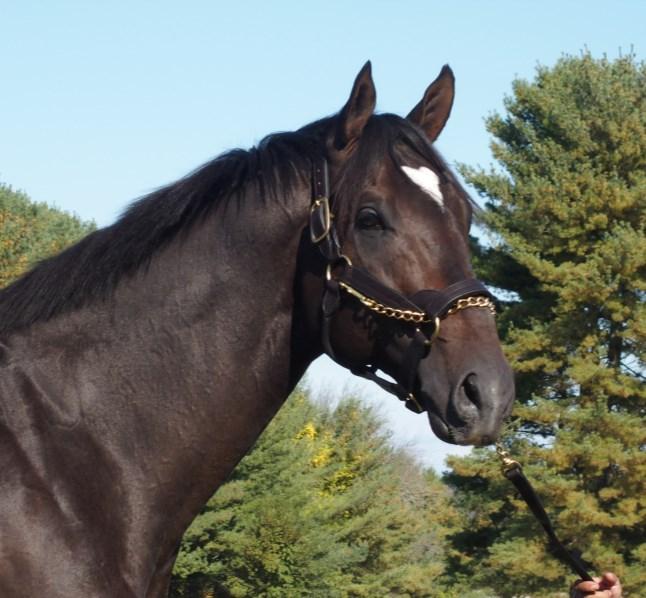 Half-brother to multiple graded-stakes winning $2,300,000 mare Contested. Full brother to $2,200,000 War Front colt Air Vice Marshal. A regional stud fee of $4,000.