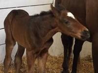 Colt by Twirling Candy out of European