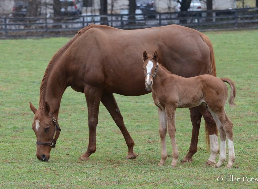 Colt by Alternation out of Hattie B, born