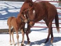 Colt by Cal Nation out of Pilgrims Trail,