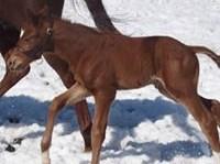Colt by Tonalist out of Miss Pauline, born