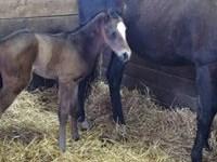 Filly by Tapizar out of Simmadownnow, born