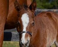 Colt by Kitten s Joy out of Imagistic,