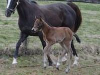 Filly by Into Mischief out of Spin the