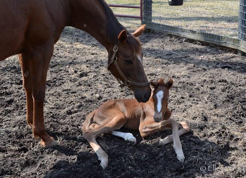 Filly by Race Day out of Courage to