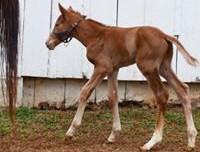 Colt by El Padrino out of Heather, born