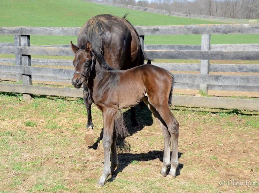 Filly by Palace Malice out of Fifteen