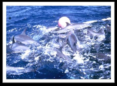 Similarly, any vessel that reaches its individual annual Dolphin Mortality Limit (DML) must stop fishing for tunas associated with dolphins for the rest of the year.