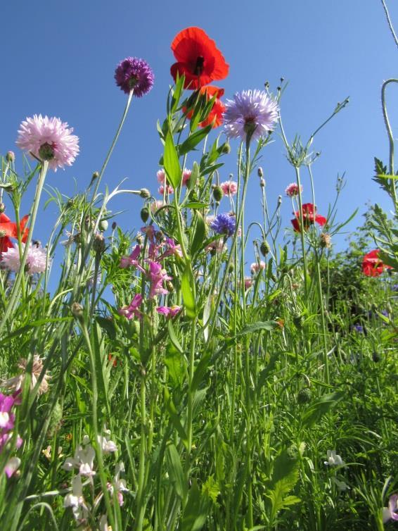 of summer. Throughout July our wildflower meadow was an enormous success. We had plenty of comments from residents both here, and those who pass through from Headbourne Worthy House.
