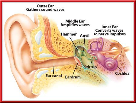 11.1 cochlea The Nature of Sound Converting Sound Waves The Inner Ear