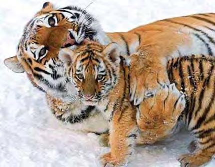 Born to Be Wild magine that you are a huge, reddish-orange cat covered in bold black stripes. You d be a tiger, of course one of Earth s most beautiful and amazing animals.