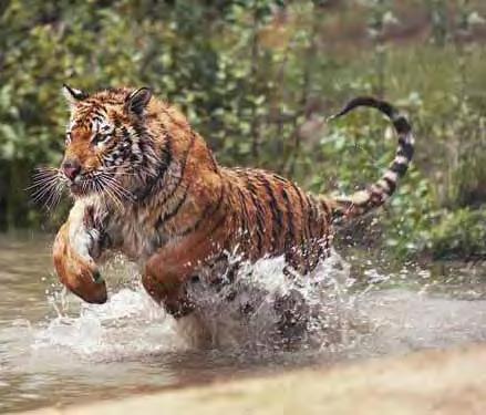 This is forcing wild tigers to live in small islands of habitat that are not connected a process called habitat fragmentation. As habitat fragmentation increases, tigers have a harder time surviving.