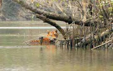 Project Tiger began by setting aside nine large forested areas as tiger reserves. By 2009, the number of tiger reserves in India had grown to 37. Wild tigers need the right kind of habitat to survive.