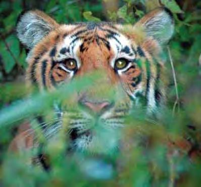 IFAW has also trained and than tiger habitat. It has also encouraged people to use land more wisely and to help maintain ecosystems with many forms of life.