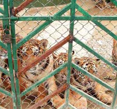 Tiger cubs are separated from their mother early at a tiger farm in China.