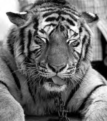To support the use of tiger bone in medicine would harm TCM s reputation around the world. An estimated 800 to 1,000 tigers are born each year on tiger farms.