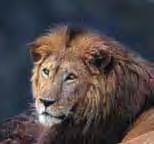 Born to Be Wild Other Big Cats Around the World Cat Name Lion (Panthera leo) IFAW/D.