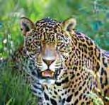 Africa to northern India remain in India Jaguar (Panthera onca) istockphoto/stephen