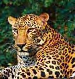 leopard still under threat in many regions Korean leopard, also known as Amur