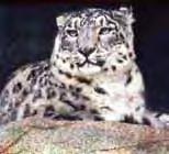 shores of Caspian and Aral Seas and west into central India Snow leopard (Panthera
