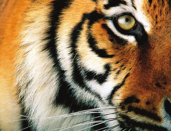 Did you Know? The tiger has over 100 stripes. Like fingerprints, no two tigers have the same pattern. Most tigers forehead stripes resemble the Chinese character wang, meaning King.