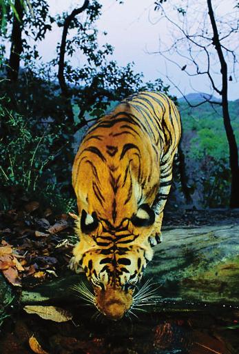 Key Challenges against Tiger Conservation Habitat loss: Tigers lost 93 percent of their natural habitat due to the expansion of cities and agriculture by humans.