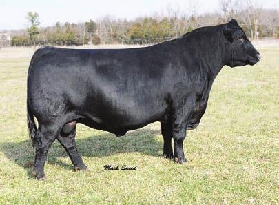 Angus Bulls 29 th Annual Sale From cows that